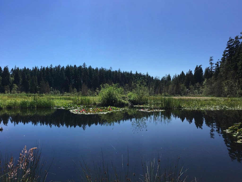 nature, stanley park, stanley-2660141.jpg